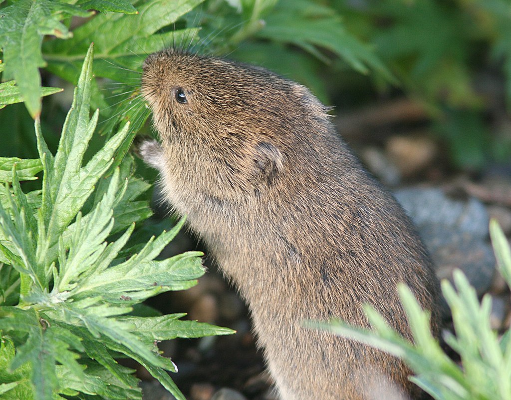 Noordse woelmuis (4)