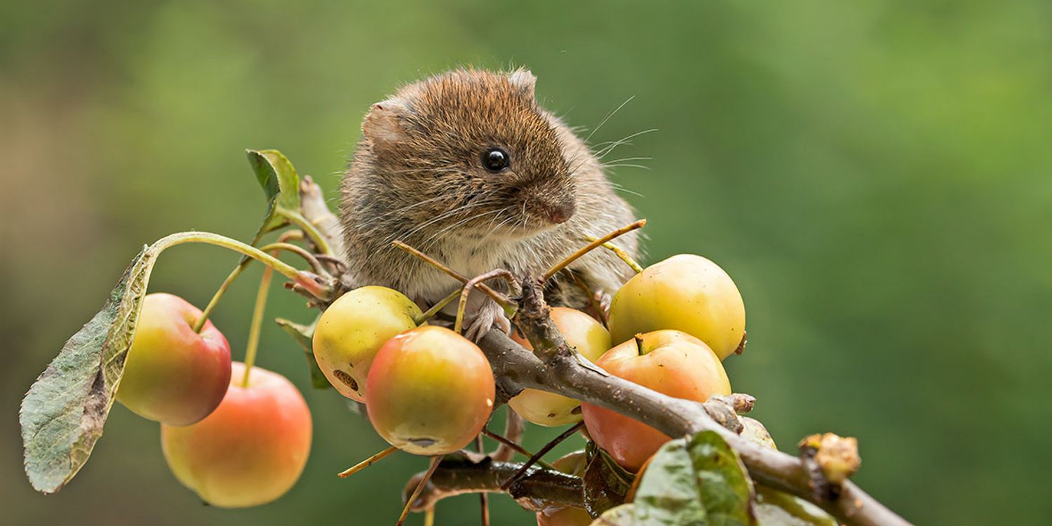 aardmuis (2)