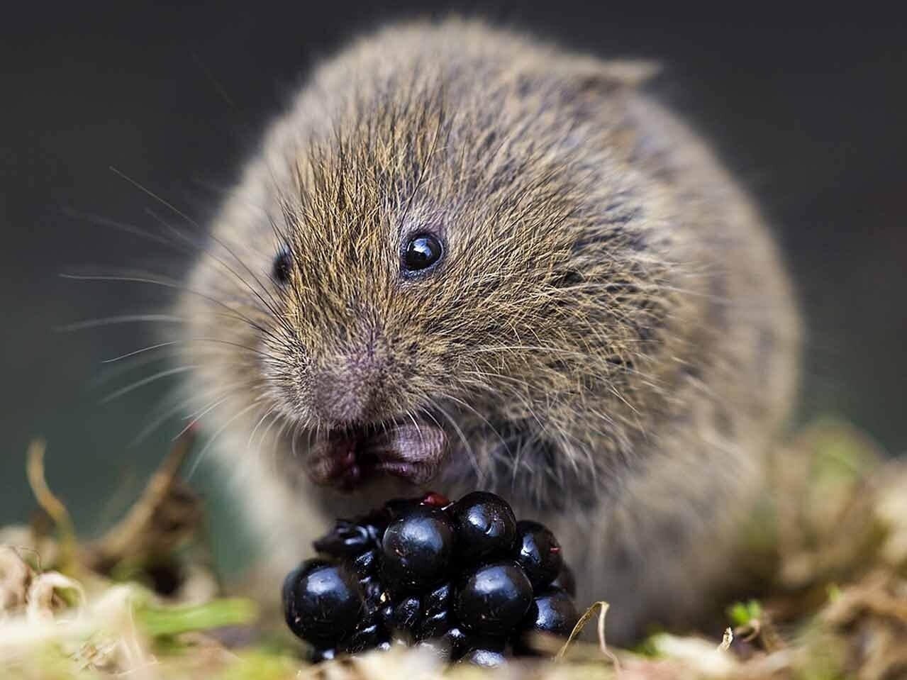 aardmuis (4)