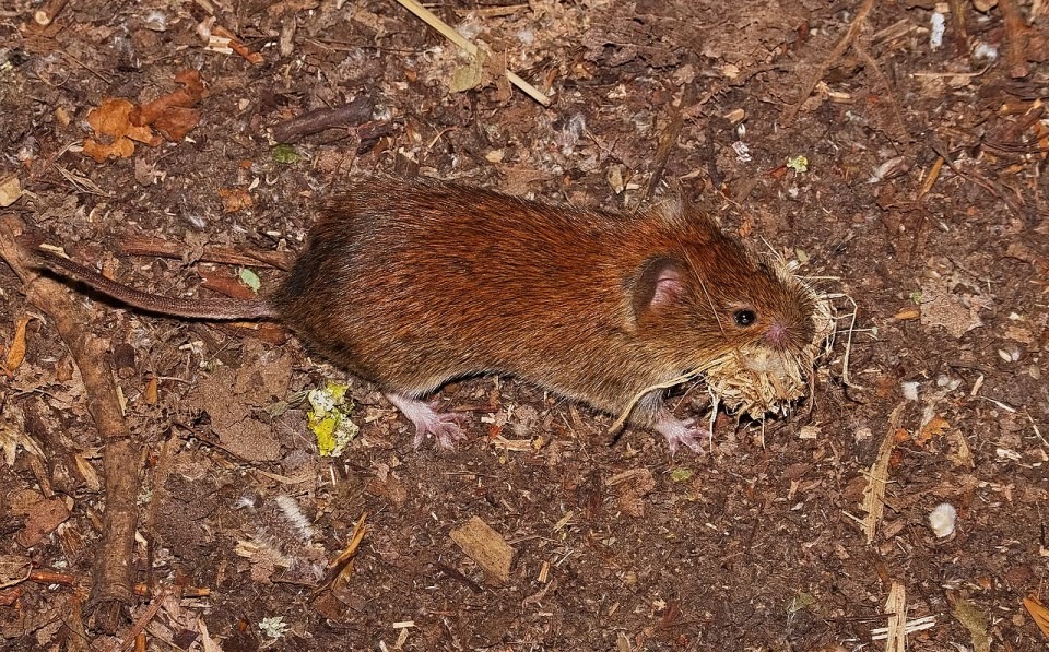 rosse woelmuis (1)