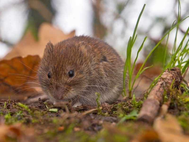 Bank vole looking for food