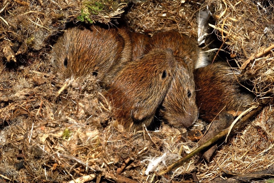 rosse woelmuis (3)
