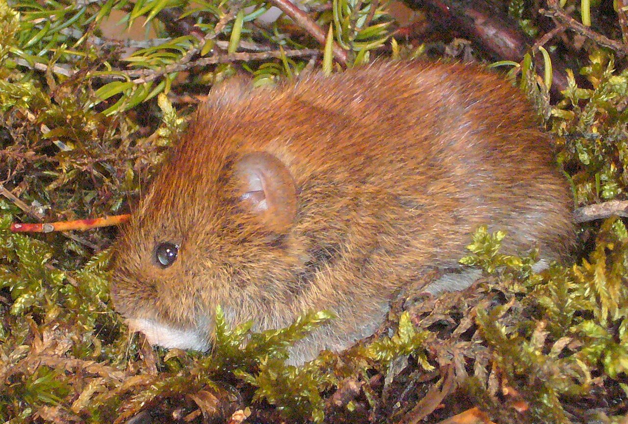 rosse woelmuis (4)
