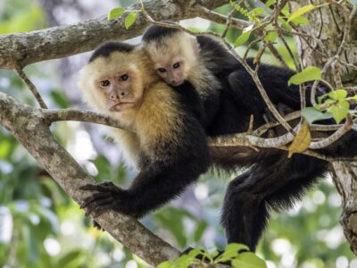 A baby white faced monkey cuddles on its mothers back while resting on a tree branch in Manuel Antonio National Park in Costa Rica.