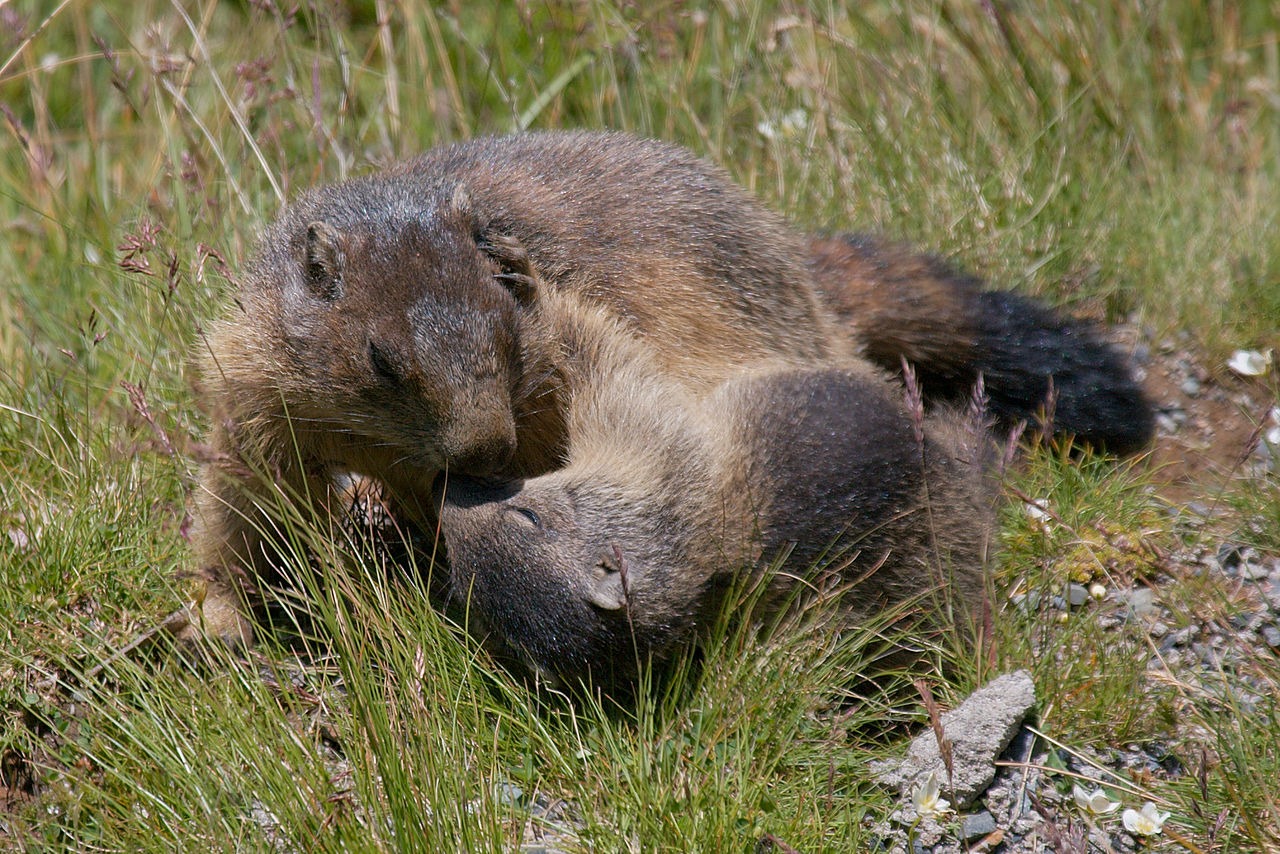 alpenmarmot (1)