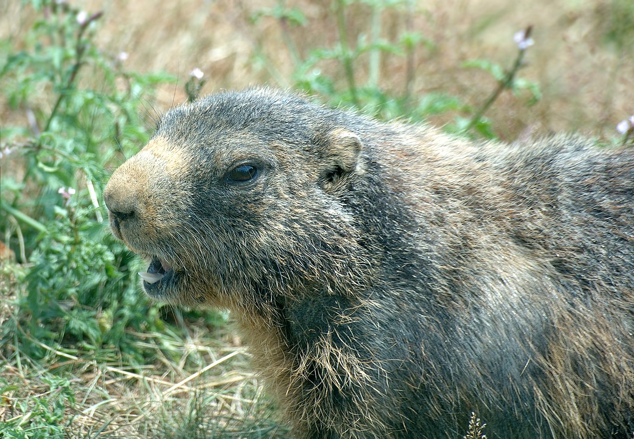 alpenmarmot (4)