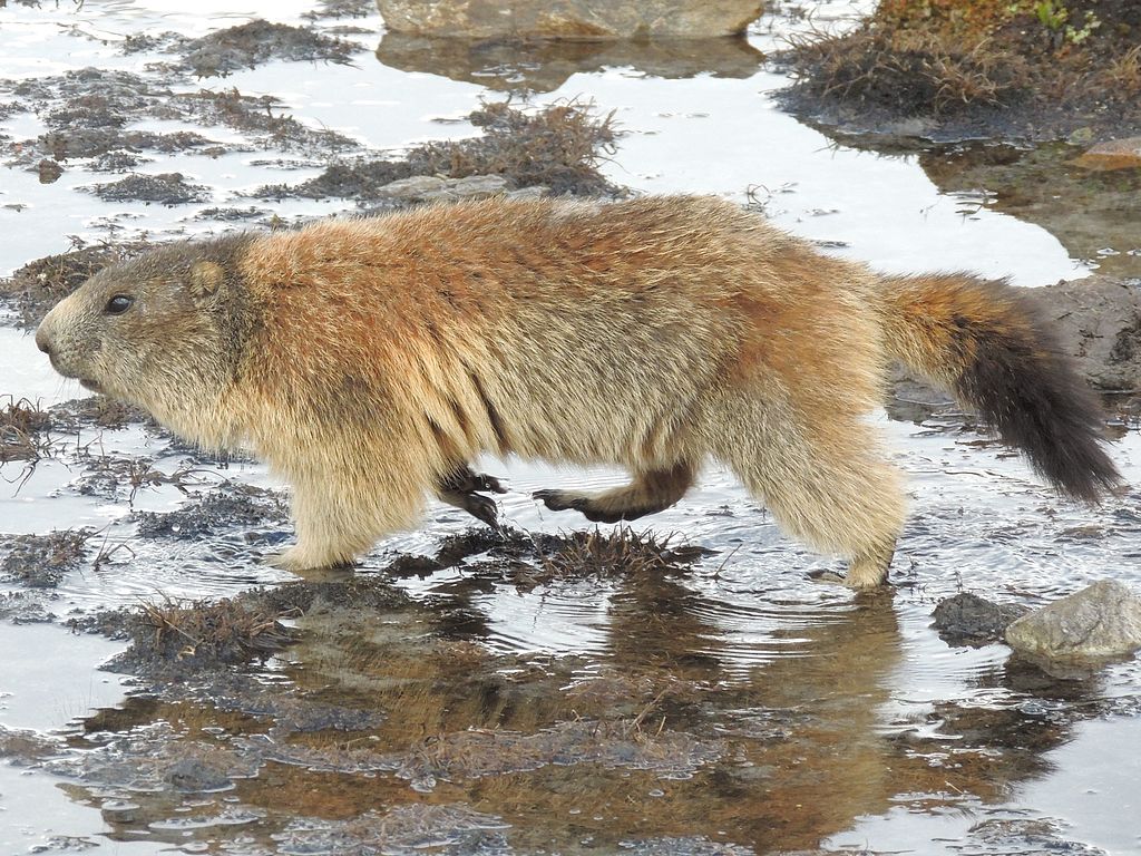 alpenmarmot (5)