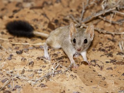 kamstaartbuidelratten (1)