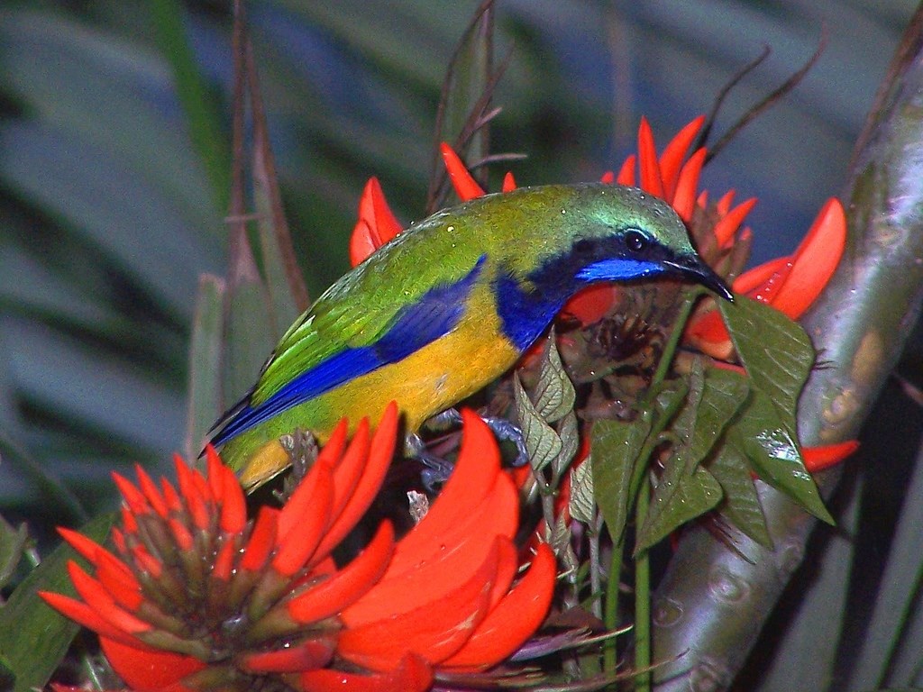 oranjebuikbladvogel (1)