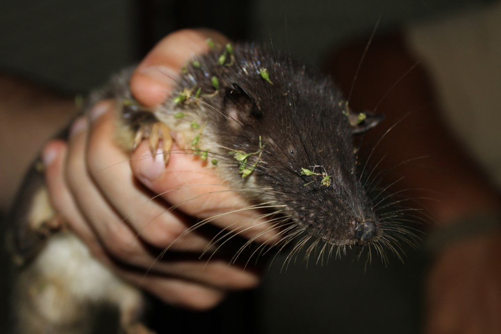 otterspitsmuizen (1)