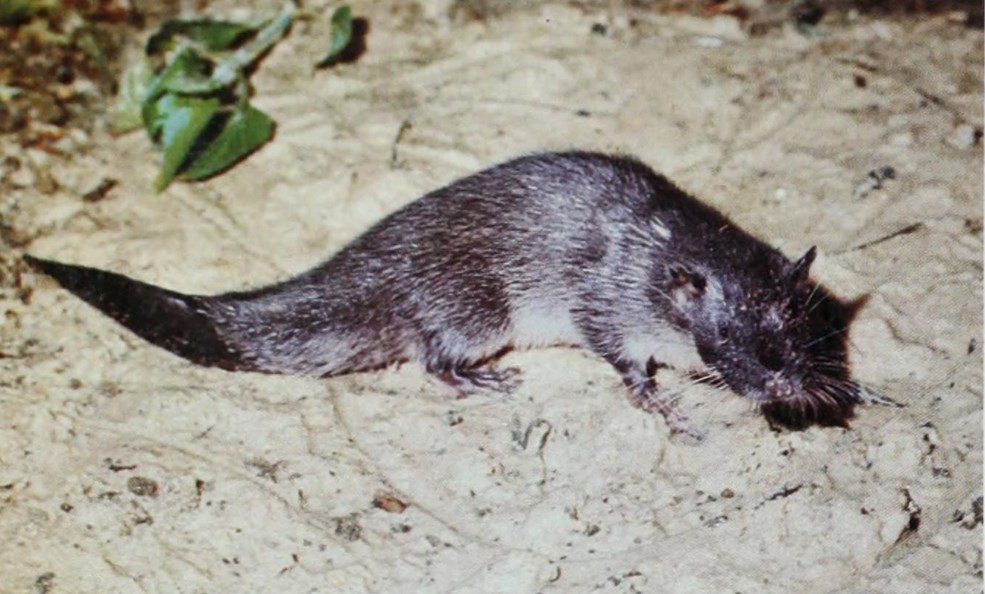 otterspitsmuizen (2)