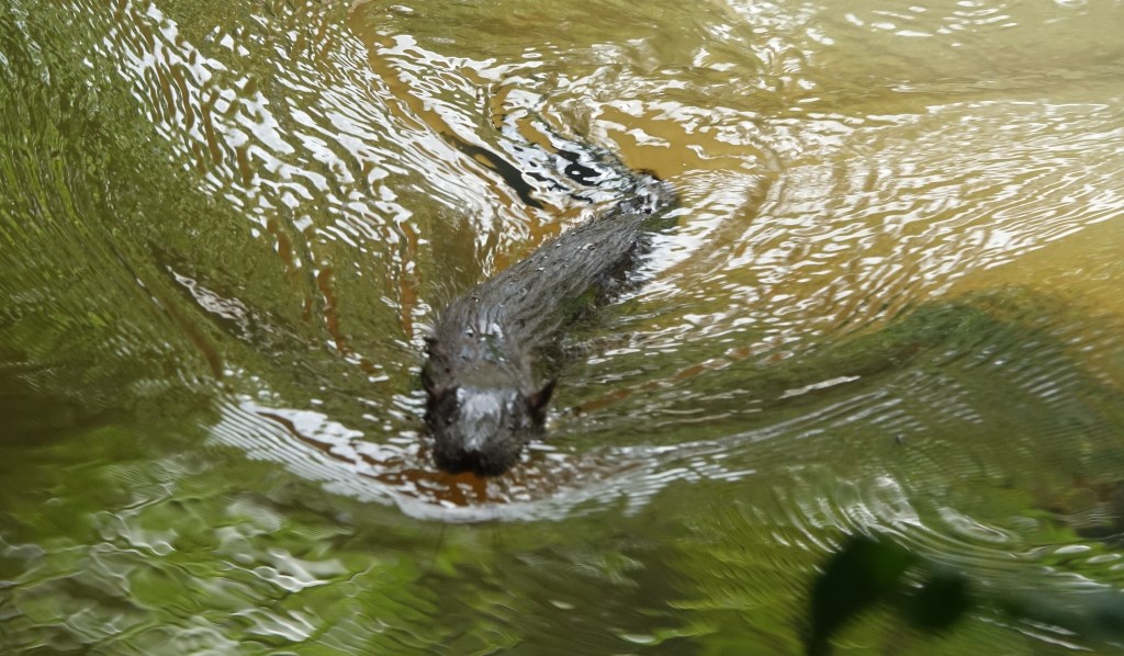 otterspitsmuizen (3)