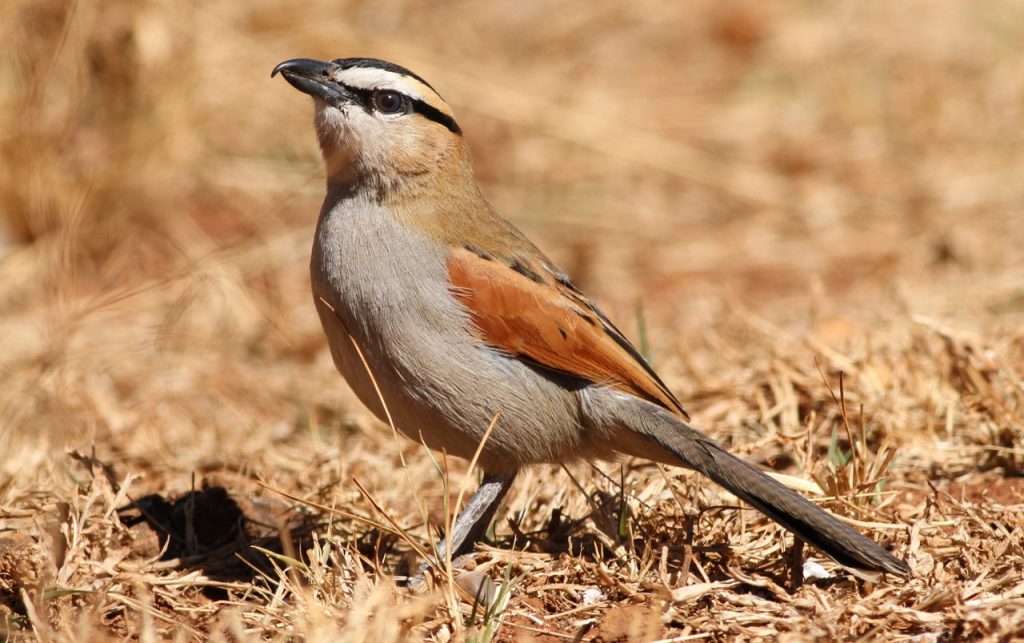 Black-crowned Tchagra, Tchagra senegala at Rietvlei Nature Reser