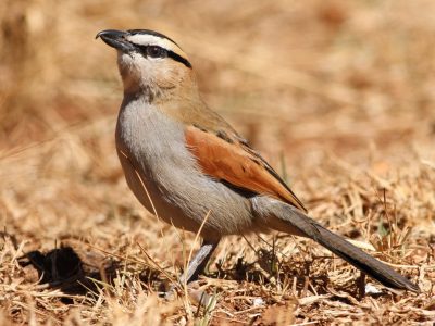 Black-crowned Tchagra, Tchagra senegala at Rietvlei Nature Reser