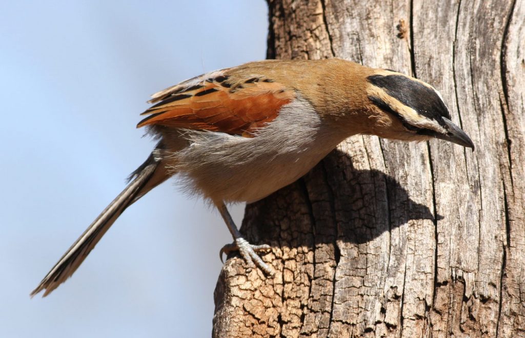 Black-crowned Tchagra, Tchagra senegala at Rietvlei Nature Reser