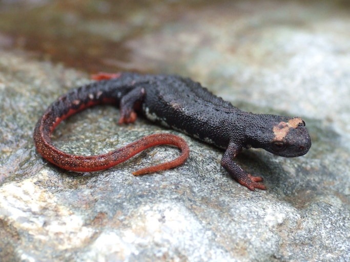 brilsalamander (1)