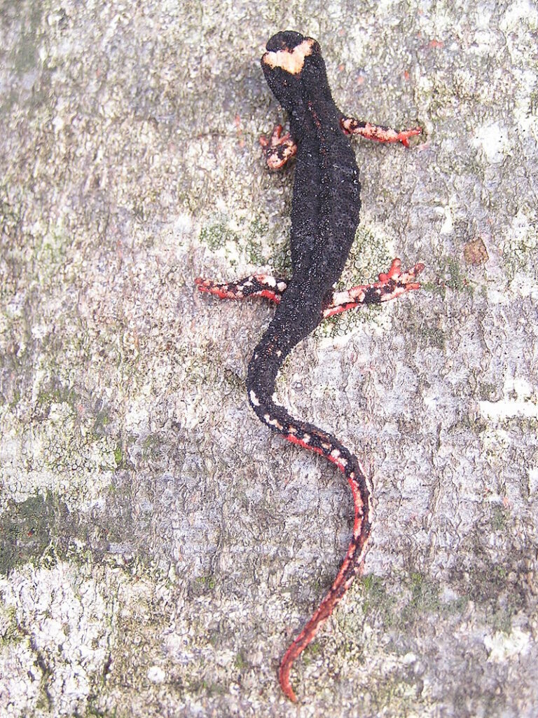 brilsalamander (2)