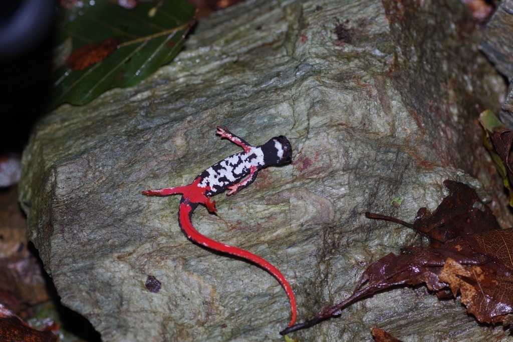 brilsalamander (3)
