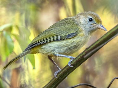 goudvoorhoofdvireo (1)