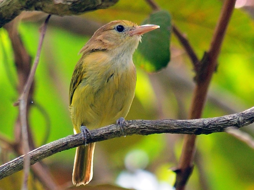 goudvoorhoofdvireo (2)