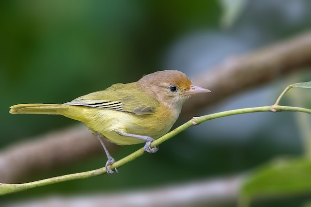 goudvoorhoofdvireo (3)