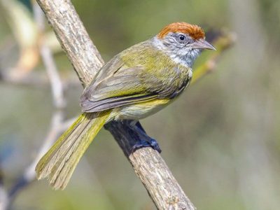 grijsoogvireo (3)
