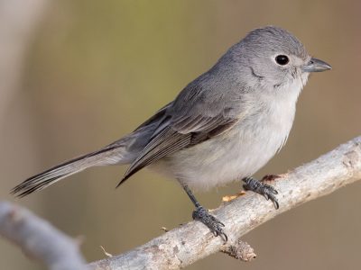 grijze vireo (2)