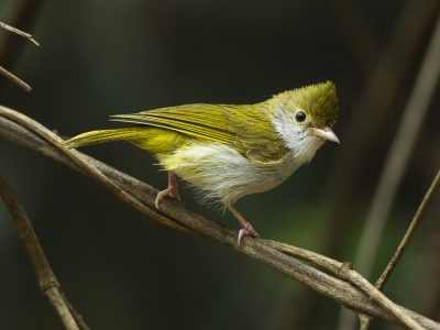 groene meestimalia (3)