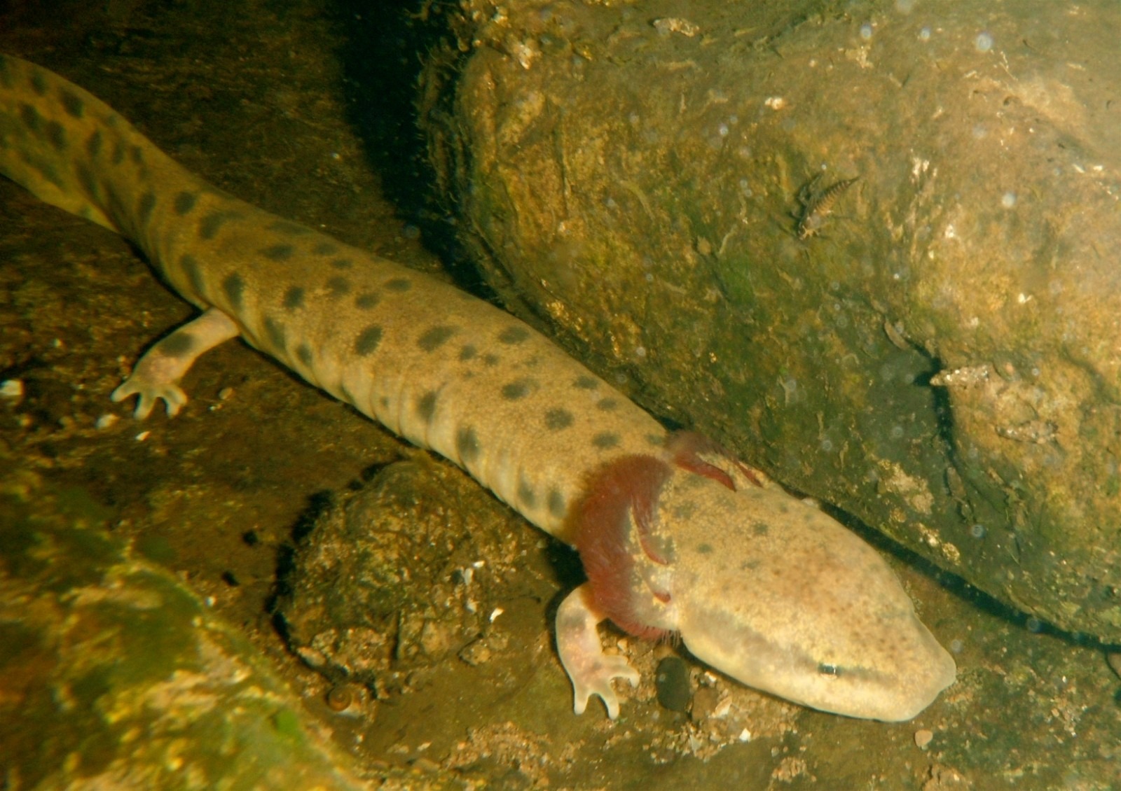 mudpuppy (1)