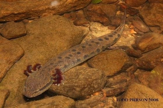 mudpuppy (2)
