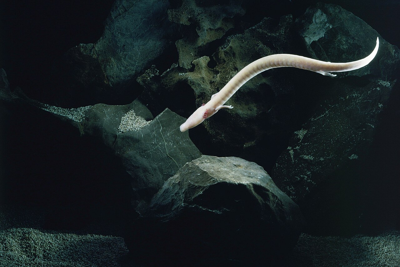 olm (2)