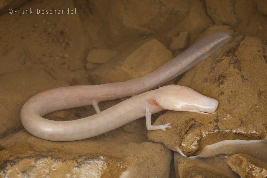olm (3)