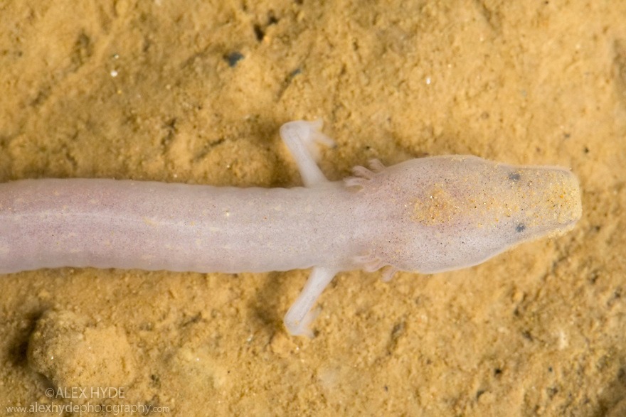 olm (4)