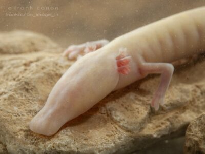 olm (5) olm (5)