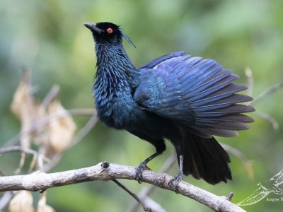 trompetparadijskraai (4)