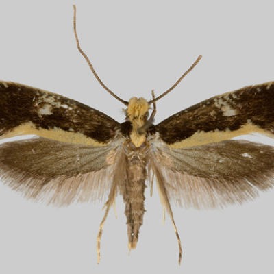geel kijkgaatje