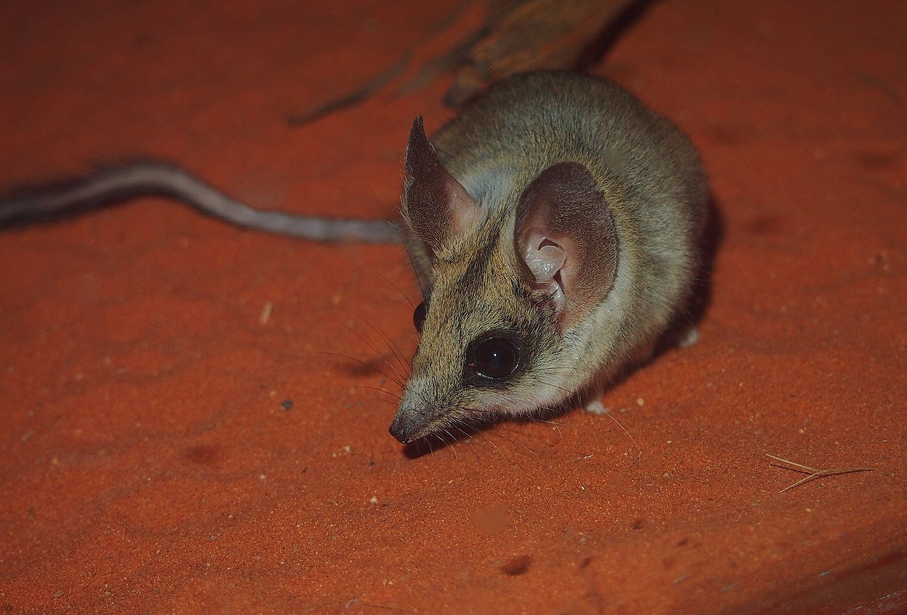Australische buidelspringmuis (1)