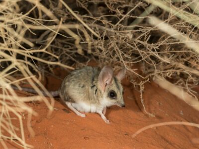 Australische buidelspringmuis (3)