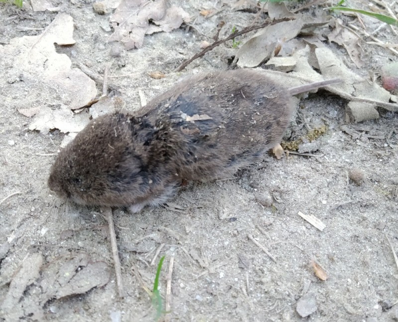 Baskische woelmuis (1)