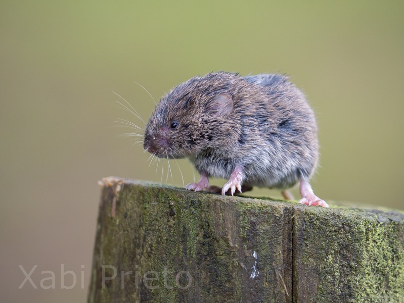 Baskische woelmuis (2)