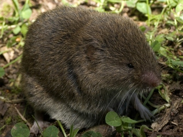 Baskische woelmuis (3)