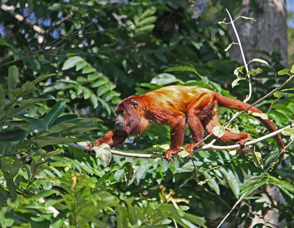 Boliviaanse rode brulaap (3)