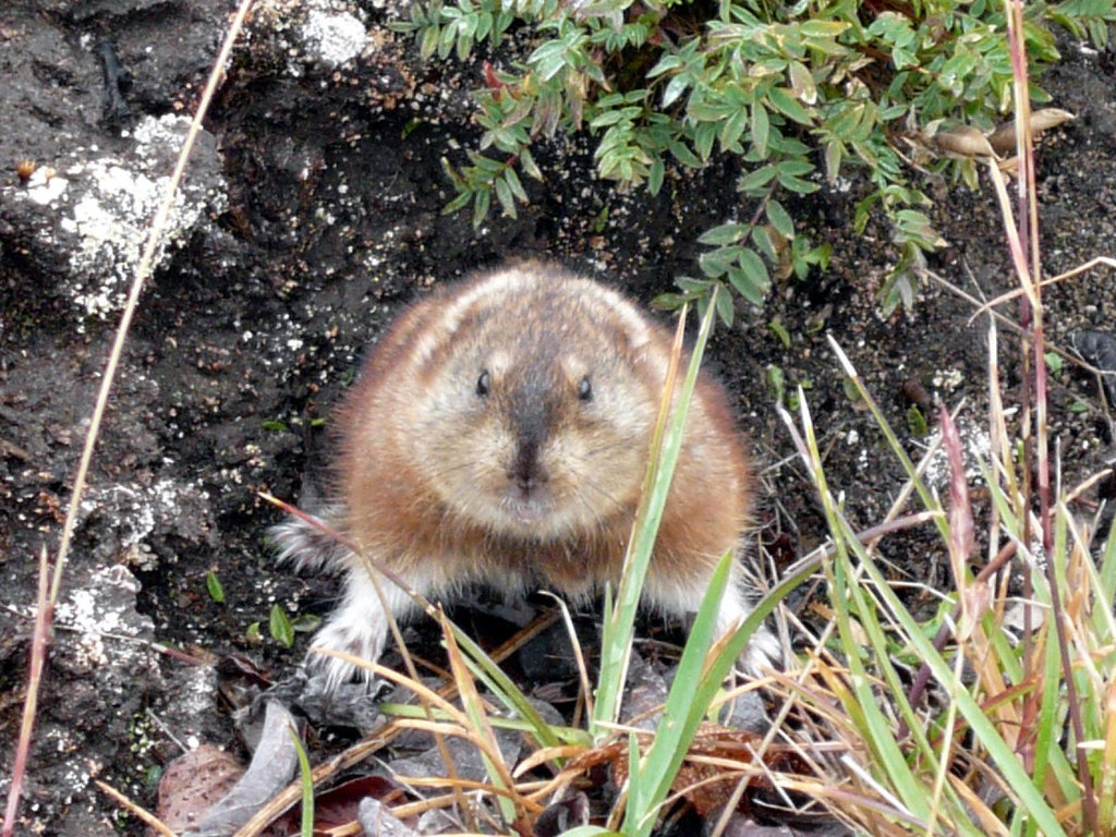 amoerlemming – het diertje van de dag