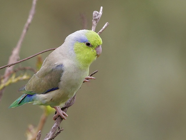 blauwe muspapegaai (2)