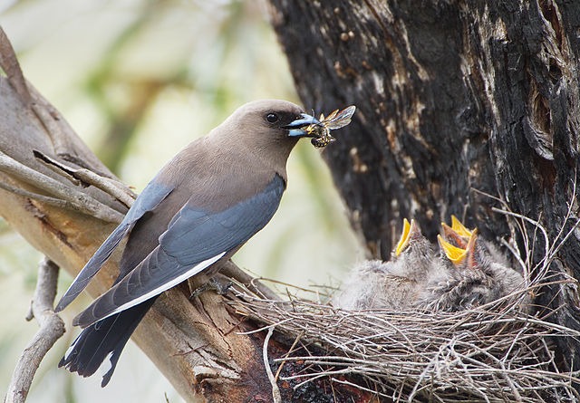 blauwvleugelspitsvogel (1)
