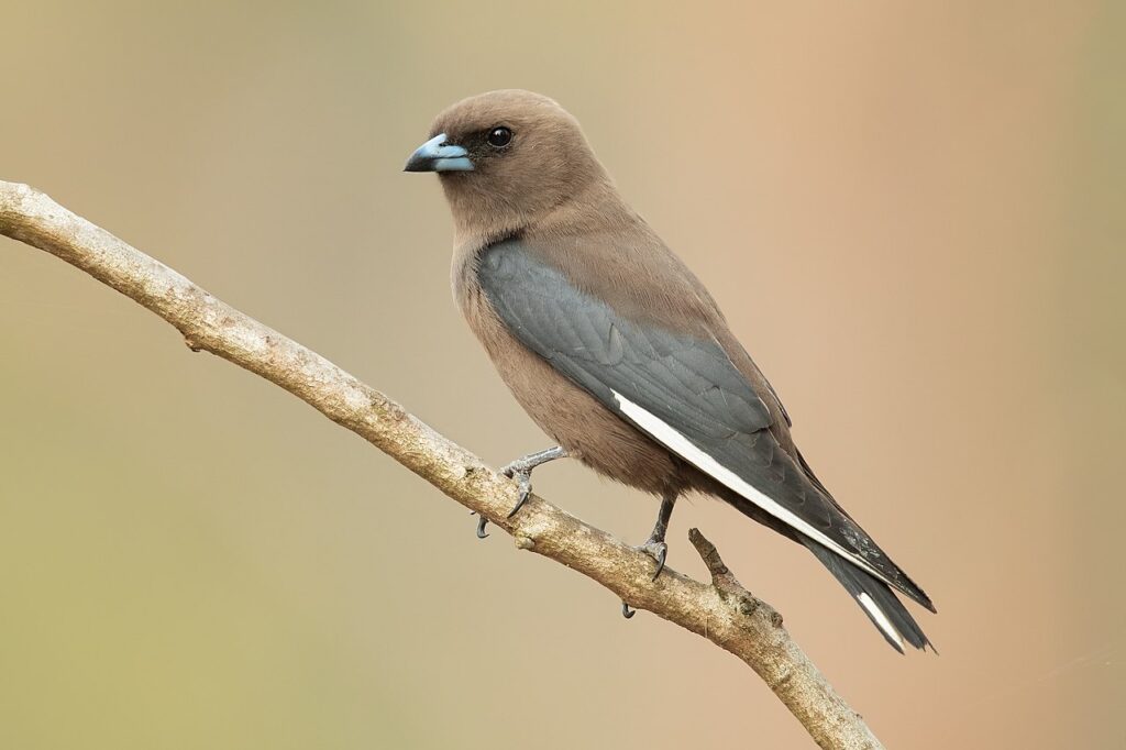blauwvleugelspitsvogel (2)