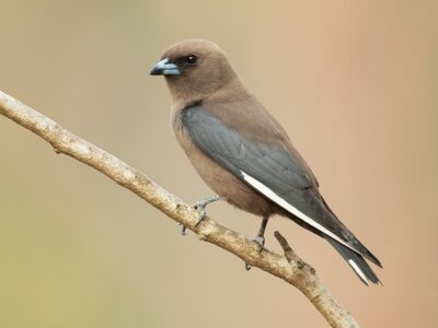 blauwvleugelspitsvogel (2)
