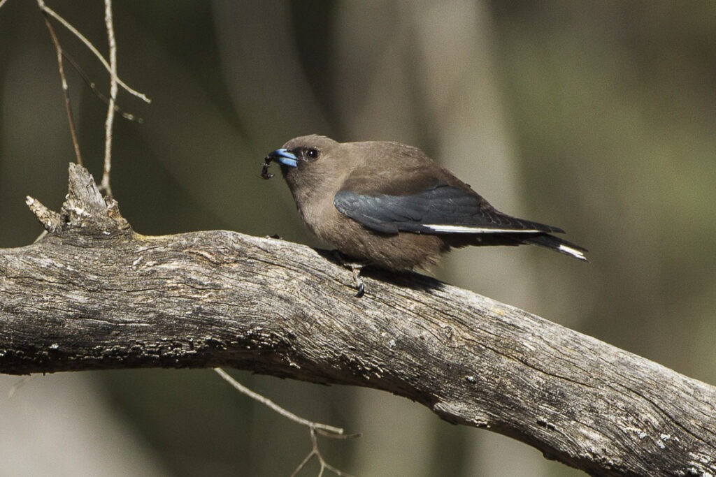 blauwvleugelspitsvogel (3)