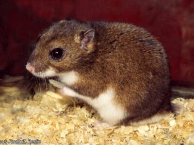 eversmanndwerghamster (1)