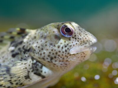 Liophrys pholis or Gobius paganellus